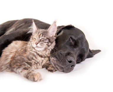salud geriátrica en perros gatos