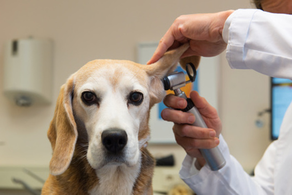 veterinaria benetússer perros casos clínicos otitis canina