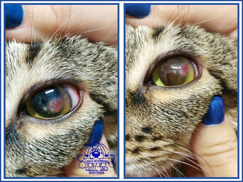 veterinaria benetússer casosclínicos gatos queratitis