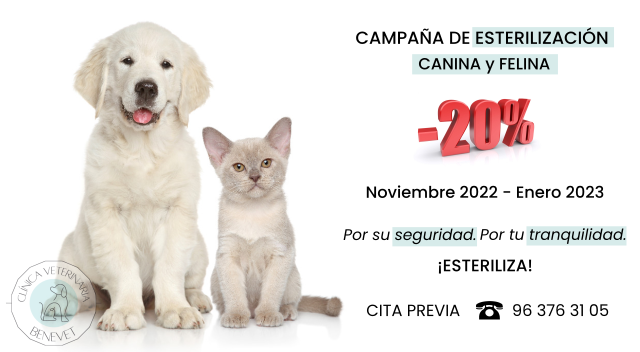 Benevet, clínica veterinaria, campaña de esterilización canina y felina