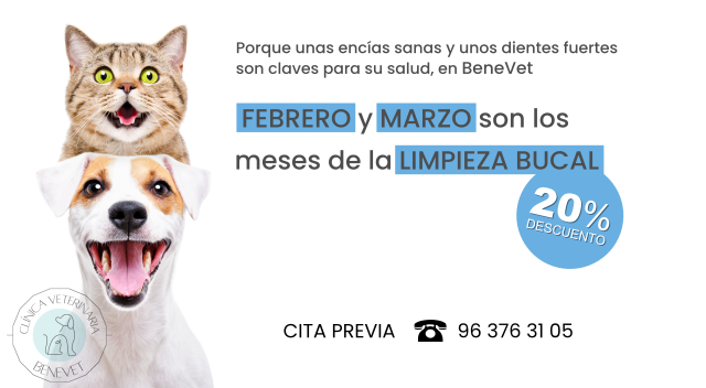 BaneVet clínica veterinaria, campaña de limpieza bucal para perros y gatos, durante febrero y marzo, con un 20% descuento