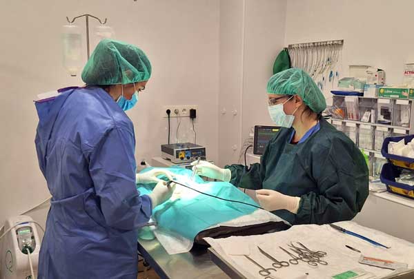 cirugía veterinaria