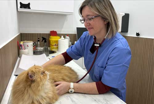 medicina veterinaria interna