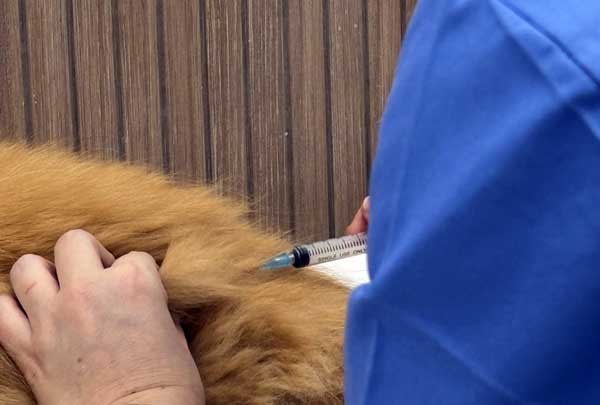 medicina veterinaria preventiva