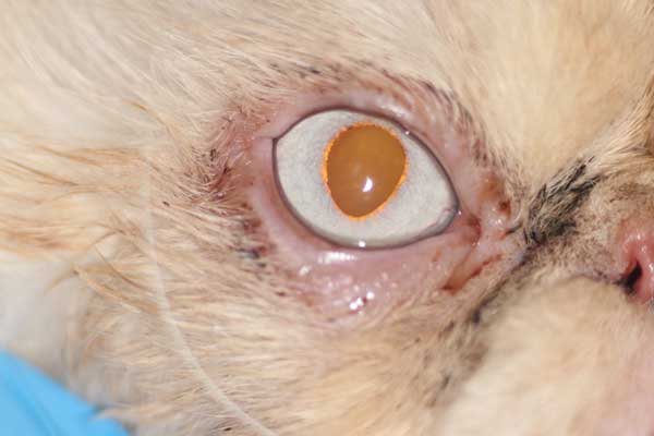 oftalmologia veterinaria