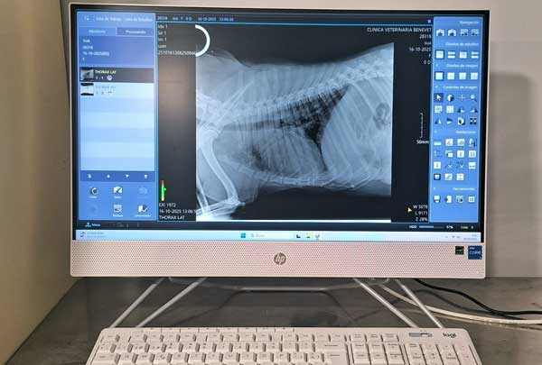 radiografía veterinaria